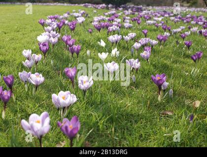 Ein üppiges Feld mit wunderschönen violetten und lila Krokusblüten. Stockfoto