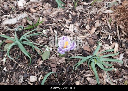 Eine schöne violette und weiße Krokusblüte mit leuchtend gelben Staubblättern, die durch Holzspäne wächst. Stockfoto