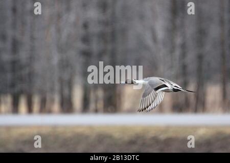 Männliche nördlichen Pintail im Flug Stockfoto