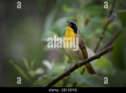 Gemeinsamer Yellowkehl-Gesang auf Baumzweig im Wald Stockfoto