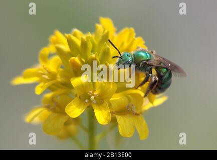 Extreme Nahaufnahme der grünen Wildbiene auf der gelben Blume Stockfoto