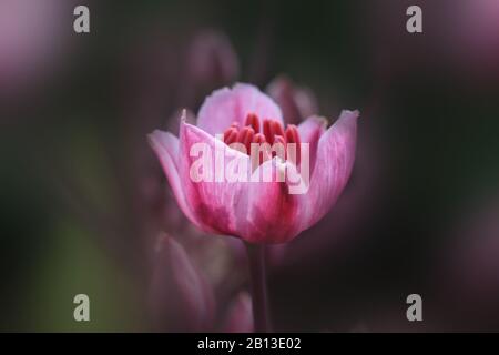Blühende Pinkblüten dicht auf Stockfoto
