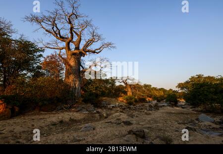 Baobabs von Südangola, Afrika Stockfoto