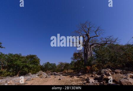Baobabs von Südangola, Afrika Stockfoto