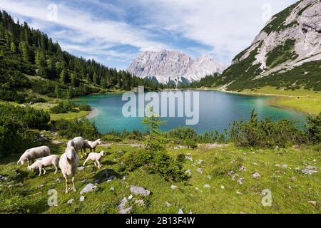 Seebensee mit Zugspitze, Wettersteingebirge, Alpen, Tyrol, Österreich, Europa Stockfoto