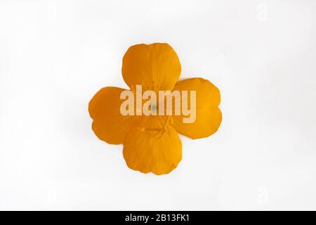 Gelb Orange Blume mit vier Blütenblättern auf weißem Hintergrund Stockfoto