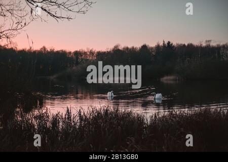 Zwei Schwäne am kalten See bei Sonnenuntergang in Jonstrupvang ruhen Stockfoto