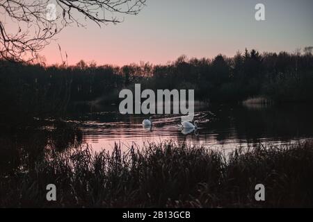 Zwei Schwäne schwimmen in kaltem See und Sonnenuntergang herum Stockfoto