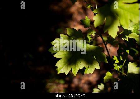 Nahaufnahme der Blätter des Süßgummibaums mit teilweisem Licht. Stockfoto