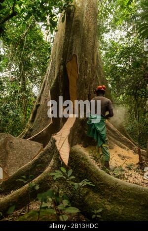 Nachhaltiger Holzeinschlag im äquatorialen Regenwald, Kamerun, Afrika Stockfoto