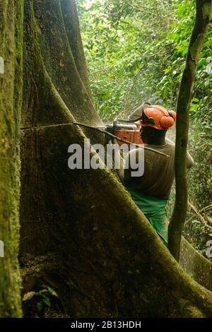 Nachhaltiger Holzeinschlag im äquatorialen Regenwald, Kamerun, Afrika Stockfoto