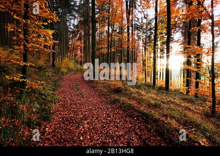 Herbstwald, Naturpark Augsburg Westwälder, Schwaben, Bayern, Deutschland, Europa Stockfoto