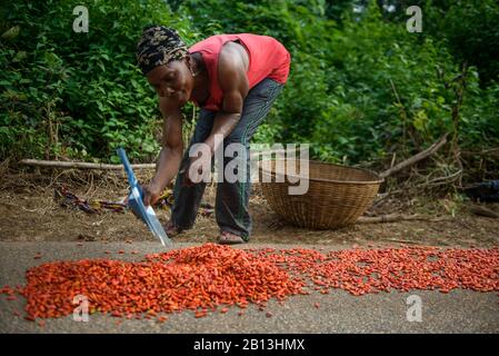 Trocknen und Sammeln von roten Paprika, nigerianische Landschaft Stockfoto