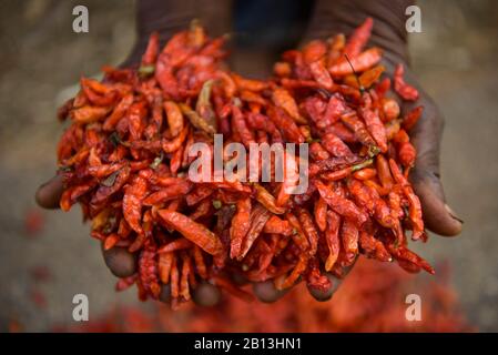 Trocknen und Sammeln von roten Paprika, nigerianische Landschaft Stockfoto