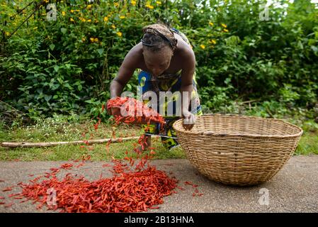 Trocknen und Sammeln von roten Paprika, nigerianische Landschaft Stockfoto