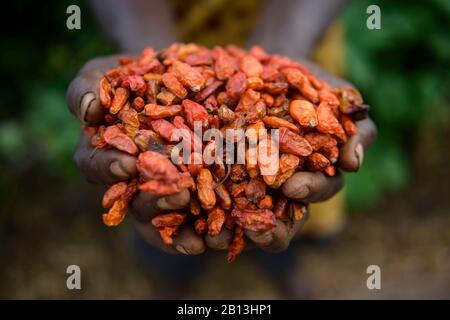 Trocknen und Sammeln von roten Paprika, nigerianische Landschaft Stockfoto