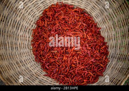 Trocknen und Sammeln von roten Paprika, nigerianische Landschaft Stockfoto