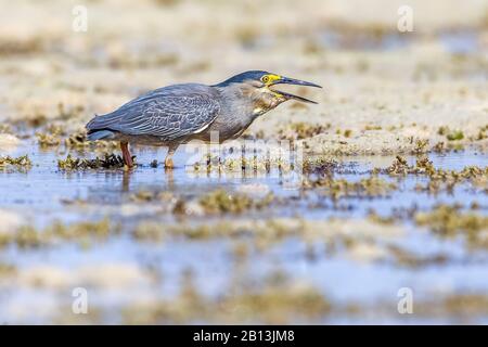 Gestreifte Reiher, Mangrove-Reiher, Kleiner Reiher, grün unterfütterter Reiher (Butorides Striata, Butorides striatus), zu Fuß am Hamata-Strand mit offener Rechnung, Ägypten Stockfoto