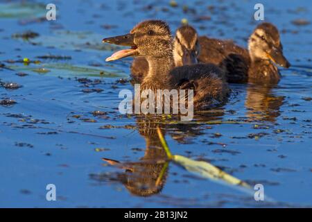 Mallard (Anas platyrhynchos), Badeballard-Ducklinge, Deutschland, Baden-Württemberg Stockfoto