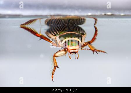 Großer Tauchkäfig (Dytiscus marginalis), weibliche Neneath-Wasseroberfläche, Deutschland, Baden-Württemberg Stockfoto