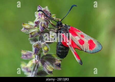 Schlankes burnett, Schlanker Scotch Burnett (Zygaena loti), an einem Inflorett sitzend, Seitenansicht, Deutschland, Baden-Württemberg Stockfoto