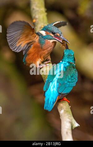 Fluss-Eisvogel (Alcedo atthis), Männchen füttert juvenile, Deutschland, Baden-Württemberg Stockfoto