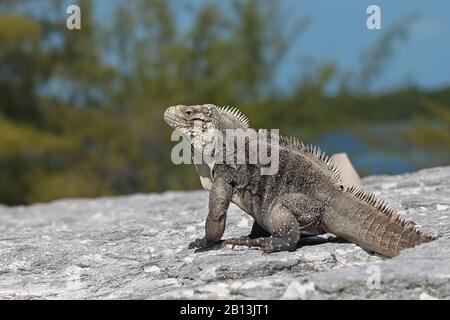 Cayman Islands Ground Iguana, kubanische Ground Iguana (Cyclura nubila nubila), auf einem Felsen, Seitenansicht, Kuba, Cayo Largo Stockfoto