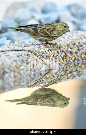 Europäischer Serin (Serinus serinus), im juvenilen Gefieders an der Wasserseite, Seitenansicht, Deutschland, Baden-Württemberg Stockfoto