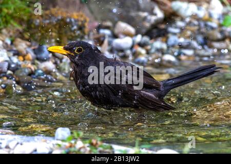 Blackbird (Turdus merula), Männerbäder, Deutschland Stockfoto