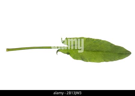 Gemein Sorrel, grüner Sorrel, roter Sorrel, Schafsorrel, Gartensorrel (Rumex acetosa), Blatt, Ausschnitt, Deutschland Stockfoto
