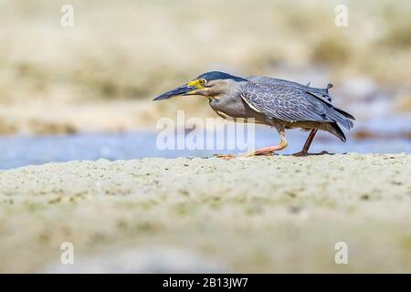 Gestreifte Reiher, Mangrove-Reiher, Kleiner Reiher, grün unterfütterter Reiher (Butorides striata, Butorides striatus), steht am Hamata-Strand in Ägypten Stockfoto