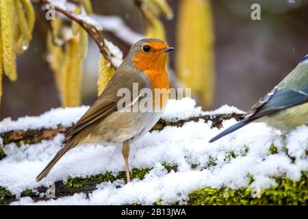 Europäischer Robin (Erithacus rubecula), im Winter Deutschland, Baden-Württemberg Stockfoto