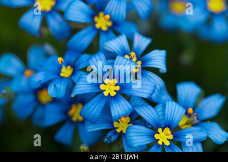 Nahaufnahme des Bündels von engblättrigem blauäugigem Gras (Sisyrinchium angustifolium Mill). Dunkle Moody bearbeiten lebendigen Hintergrund Stockfoto