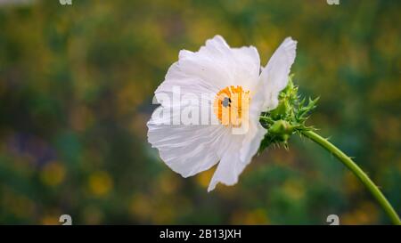 Weiße Prickly Poppy (Argemone albiflora) auch als bluestem stacheligen Mohn vor verschwommenem grünen Hintergrund bekannt. Nahaufnahme. Texas Frühling Stockfoto