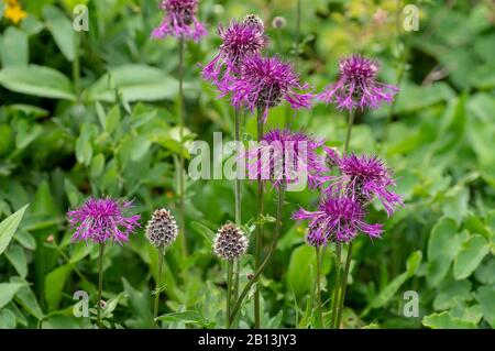 Großknapkraut (Centaurea scabiosa), blühend, Österreich, Tyrol Stockfoto