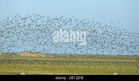 Europäischer goldener Pflaum (Pluvialis apricaria), Herde fliegen auf, Niederlande, Frisia Stockfoto