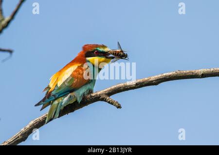 Europäischer Bienenfresser (Merops apiaster), der auf einem Ast mit einem Insekt in der Rechnung steht, Deutschland, Baden-Württemberg Stockfoto