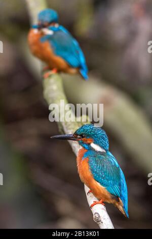 Flusskönigin (Alcedo atthis), männlich und weiblich, Deutschland, Baden-Württemberg Stockfoto