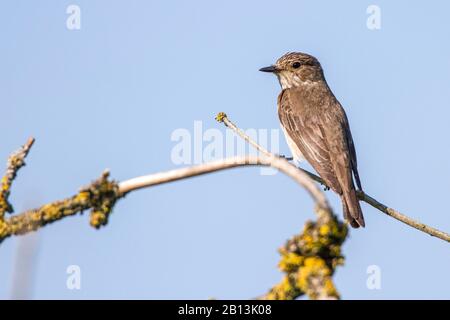 Gefleckter Flycatcher (Muscicapa striata), auf einer Filiale, Deutschland, Baden-Württemberg Stockfoto