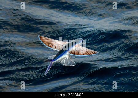 Fliegende Fischarten, die von der Meeresoberfläche, dem Atlantik, abfliegen Stockfoto