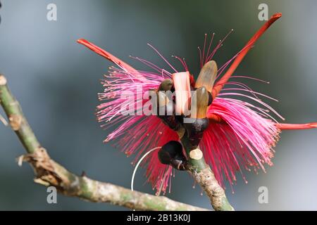 Rasierpinselbaum (Pseudobombax Ellipticum), Knospe und Blume, Kuba Stockfoto