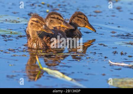 Mallard (Anas platyrhynchos), Badeballard-Ducklinge, Deutschland, Baden-Württemberg Stockfoto