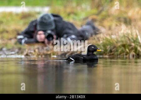 Samtpflaster (Melanitta fusca), mit Naturfotograf im Hintergrund, Belgien, Wallonie Stockfoto