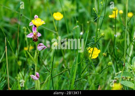 Biene Orchidee (Ophrys apifera), die auf einer Wiese blüht, Deutschland, Baden-Württemberg Stockfoto
