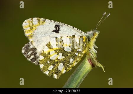 Ostdapplierte Weiße (Euchloe ausonia), Seitenansicht, Griechenland, Lesbos Stockfoto