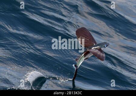 Fliegende Fischarten, die von der Meeresoberfläche, dem Atlantik, abfliegen Stockfoto