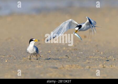 Schwarz-saftige Laterne (Sterna saundersii, Sternula saundersi), zwei schwarz-saftige Sternen, eine davon im Flug mit Beute, Ägypten Stockfoto