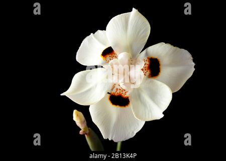 Afrikanische weiße Iris oder Dietes Bicolor blühen isoliert auf Schwarz Stockfoto