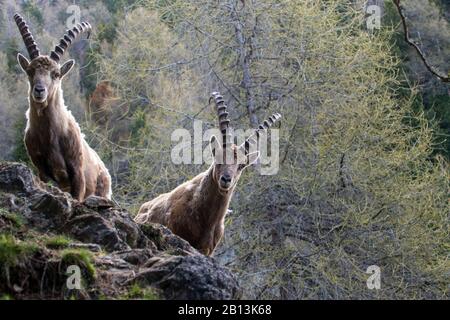 Alpine Ibex (Capra Ibex, Capra Ibex Ibex), zwei Alpine Ibexes mit Winterfell, Schweiz, Graubünden Stockfoto