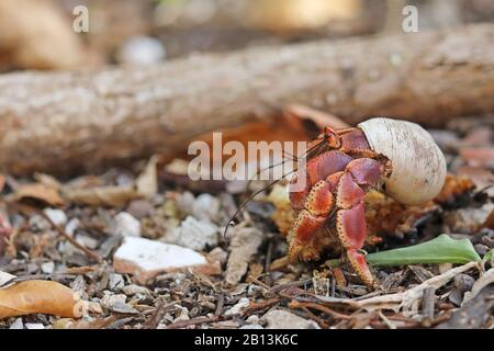 Lila Pincher Land Hermit Crab, karibischer Einsiedlerkrabben (Coenobita Clypeatus), Spaziergänge in Wald, Kuba Stockfoto